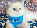 Chaton British Longhair aux magnifiques yeux bleus à vendre