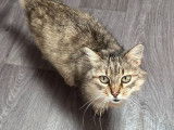 Minette Lily, chatte de 8 ans à adopter