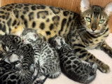 Chatons Bengal à vendre
