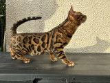 Mâle Bengal LOOF disponible pour saillie