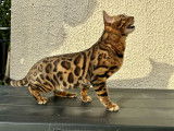 Mâle Bengal LOOF disponible pour saillie