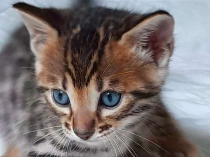 Chatons de race Bengal à vendre
