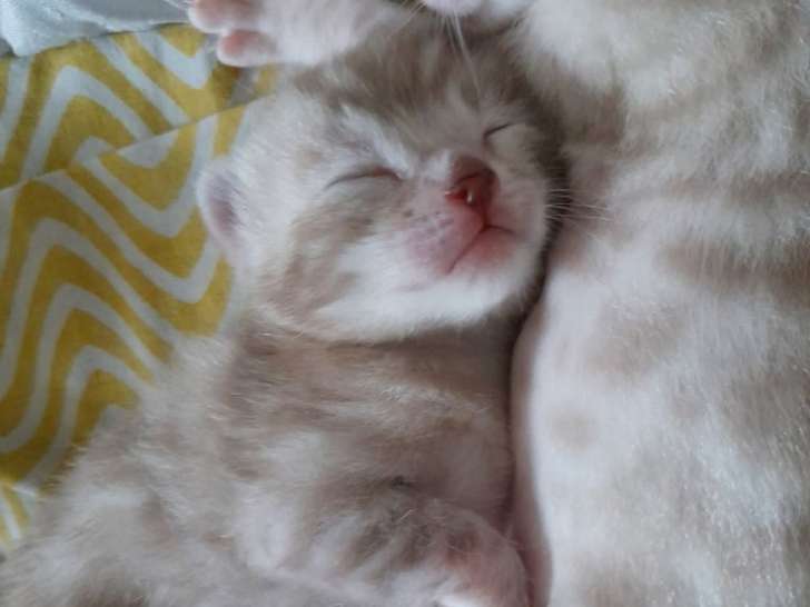 Chatons Bengal Loof
