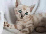 Chatons Bengal Loof
