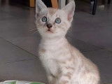 Chatons Bengal Loof