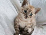 Chatons Bengal Loof