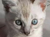 Chatons Bengal Loof