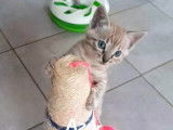 Chatons Bengal Loof