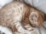 Chatons Bengal Loof