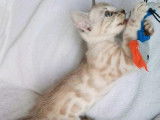 Chatons Bengal Loof