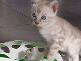 Chatons Bengal Loof