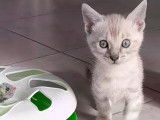 Chatons Bengal Loof