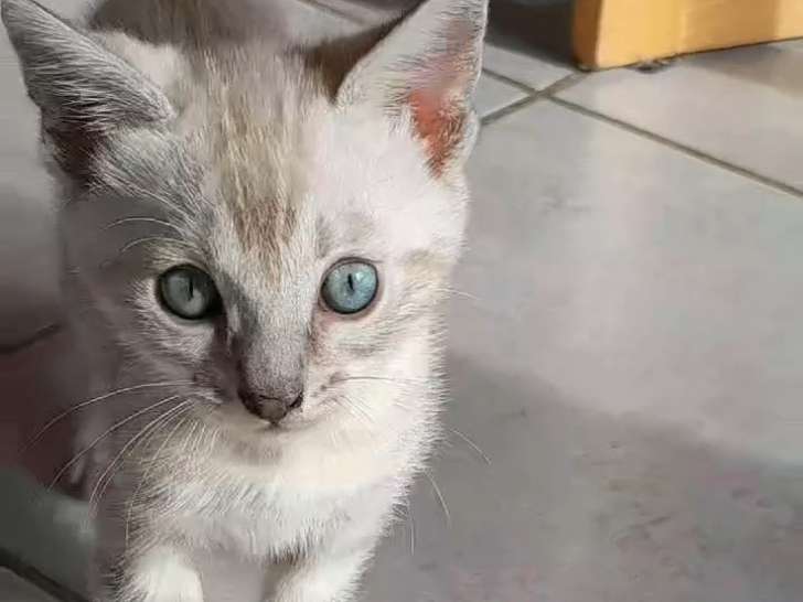Chatons Bengal Loof