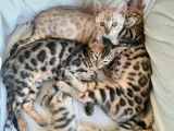 Chatons Bengal Loof