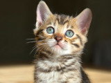 Chatons Bengal Loof