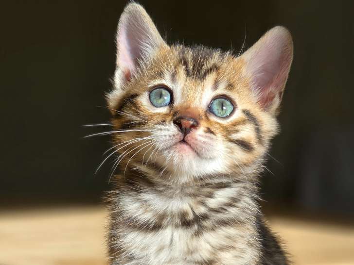 Chatons Bengal Loof