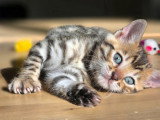 Chatons Bengal Loof