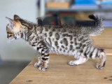Chatons Bengal Loof