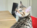 Chatons Bengal Loof