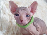 Tr&egrave;s beau chaton sphynx &agrave; vendre