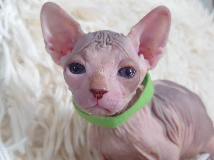 Très beau chaton sphynx à vendre