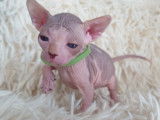 Tr&egrave;s beau chaton sphynx &agrave; vendre