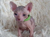 Tr&egrave;s beau chaton sphynx &agrave; vendre