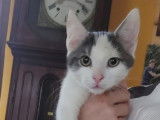 Miko, chaton à adopter