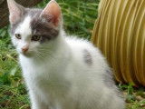 Miko, chaton à adopter