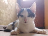 Miko, chaton à adopter