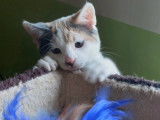 Miel, chatonne à adopter