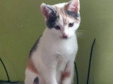 Miel, chatonne à adopter