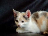 Miel, chatonne à adopter