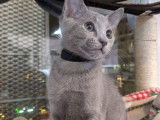 Chatons Bleu Russe mâles et femelle à vendre