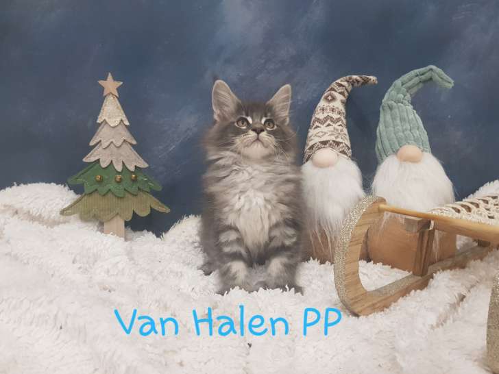 Chatons Maine Coon polydactyles LOOF à vendre
