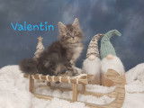 Chatons Maine Coon polydactyles LOOF &agrave; vendre