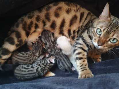 Portée actuelle. Les chatons ont 2 jours. Déjà craquants, ils promettent de devenir de véritables beautés !