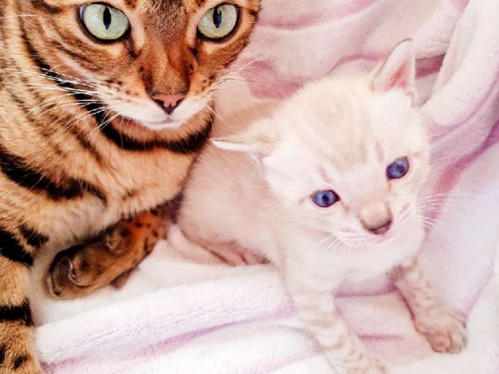 AZZURO, Mâle Snow-Lynx, cœur à prendre ! (Cliché pris à ses 20 jours)