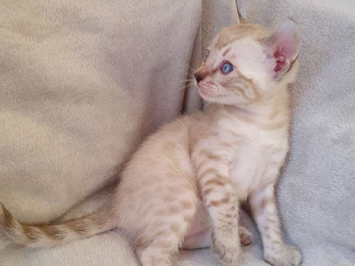 AZZURRO, Mâle Snow-Lynx, cœur à prendre ! Un nom qui lui sied à merveille pour ses yeux bleus intenses, sa robe pure en devenir qui sera exceptionnelle, et son caractère calme et équilibré qui fera de lui un compagnon idéal ! (Cliché pris à ses 1 mois et 5 jours)