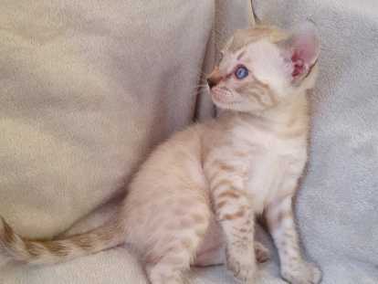 AZZURRO, Mâle Snow-Lynx. Un nom qui lui sied à merveille pour ses yeux bleus intenses, sa robe pure en devenir qui sera exceptionnelle, et son caractère calme et équilibré qui fera de lui un compagnon idéal ! (Cliché pris à ses 1 mois et 5 jours)