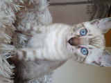 AZZURRO, Mâle Snow-Lynx. Un nom qui lui sied à merveille pour ses yeux bleus intenses, sa robe pure en devenir qui sera exceptionnelle, et son caractère calme et équilibré qui fera de lui un compagnon idéal ! (Cliché pris à ses presque 2 mois, le 27 Juillet)