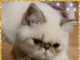 2 chatons Exotic Shorthair à vendre (LOOF)