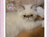 2 chatons Exotic Shorthair à vendre (LOOF)