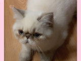 2 chatons Exotic Shorthair à vendre (LOOF)