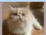 2 chatons Exotic Shorthair à vendre (LOOF)