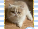 2 chatons Exotic Shorthair à vendre (LOOF)
