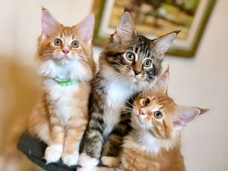 4 chatons Maine Coons LOOF tachetés à vendre