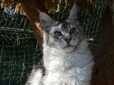 Chatonne Maine Coon black silver à acheter (LOOF)