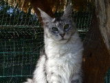 Chatonne Maine Coon black silver à acheter (LOOF)
