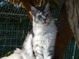 Chatonne Maine Coon black silver à acheter (LOOF)